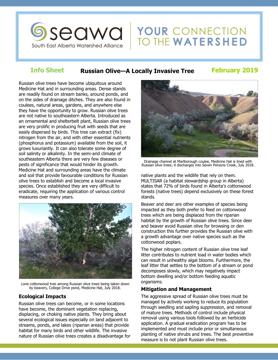 Russian Olive Info Sheet Draft Final Final